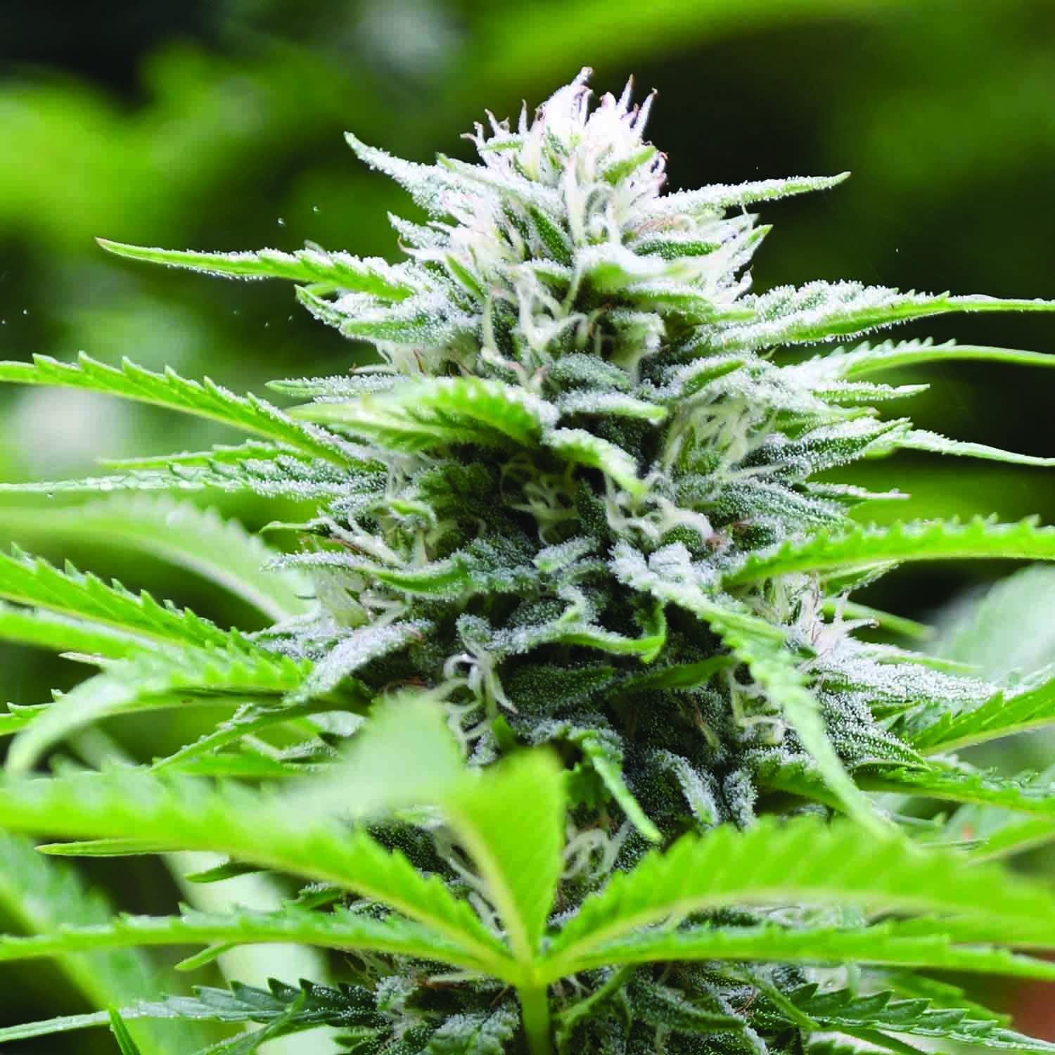 Kushhead 707 Feminised Seeds