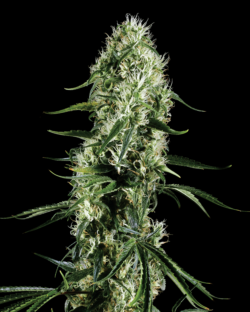 Arjan's Haze #1 Feminised Greenhouse Seeds