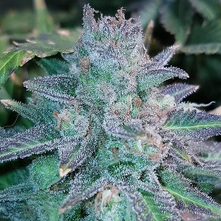 Auto Purple Skunk Feminised Seeds