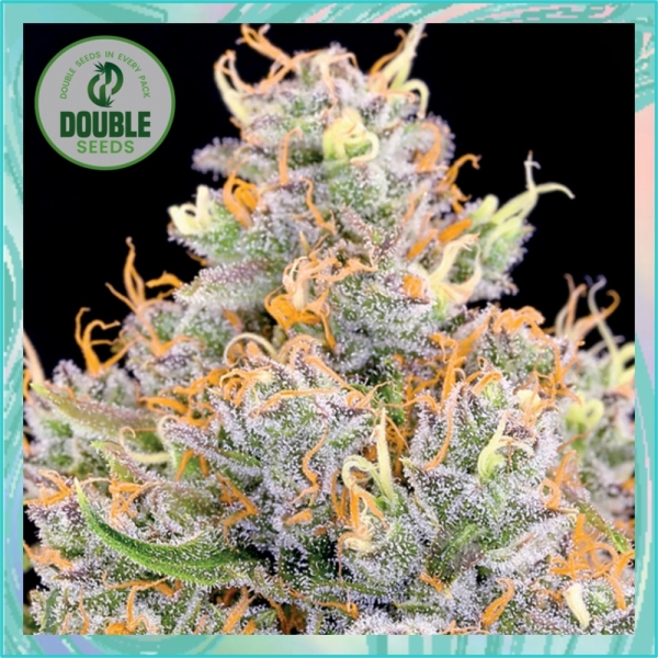 Gorilla Glue x Starfighter Feminised Seeds