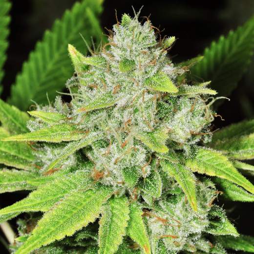 Original Glue Feminised Seeds
