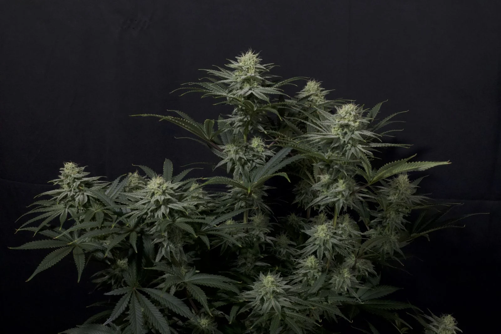 GG4 Sherbet FF Feminised Seeds