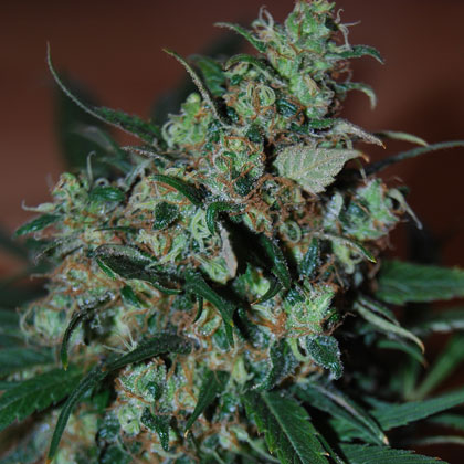 Power Bud Feminised Seeds
