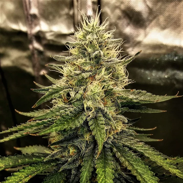 Silver Napalm Feminised Seeds