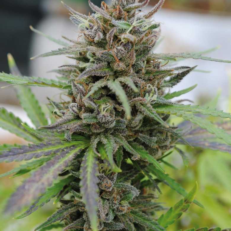 Baby Boom Auto Feminised Seeds