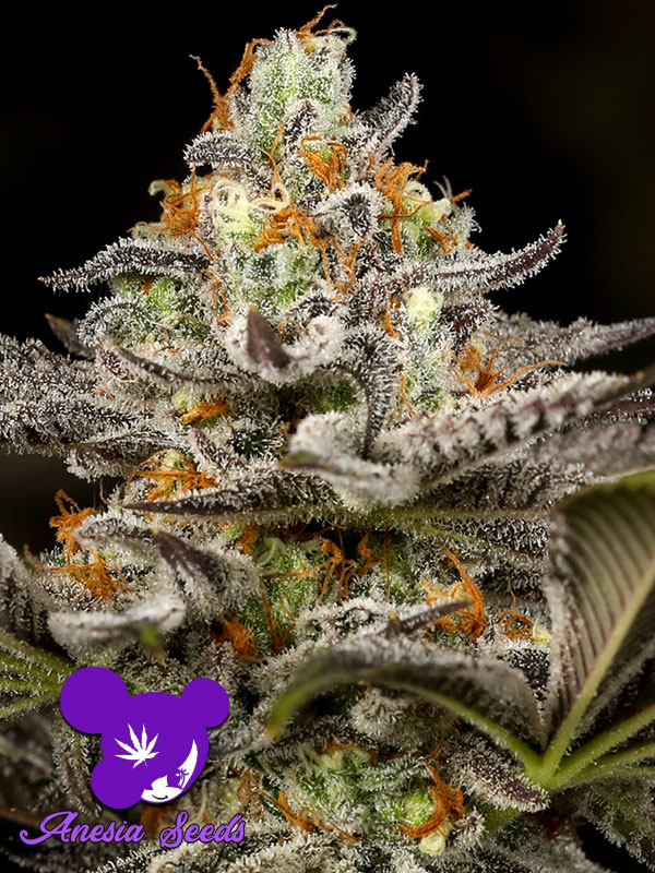 Sleepy Joe Feminised Cannabis Seeds Anesia Seeds