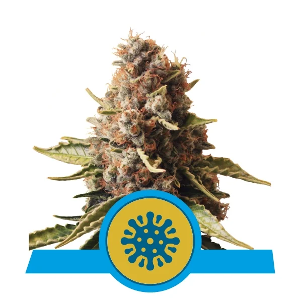 Euphoria Feminised Seeds