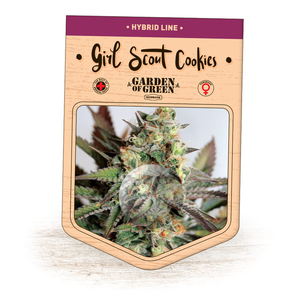 Girl Scout Cookies Feminised Seeds