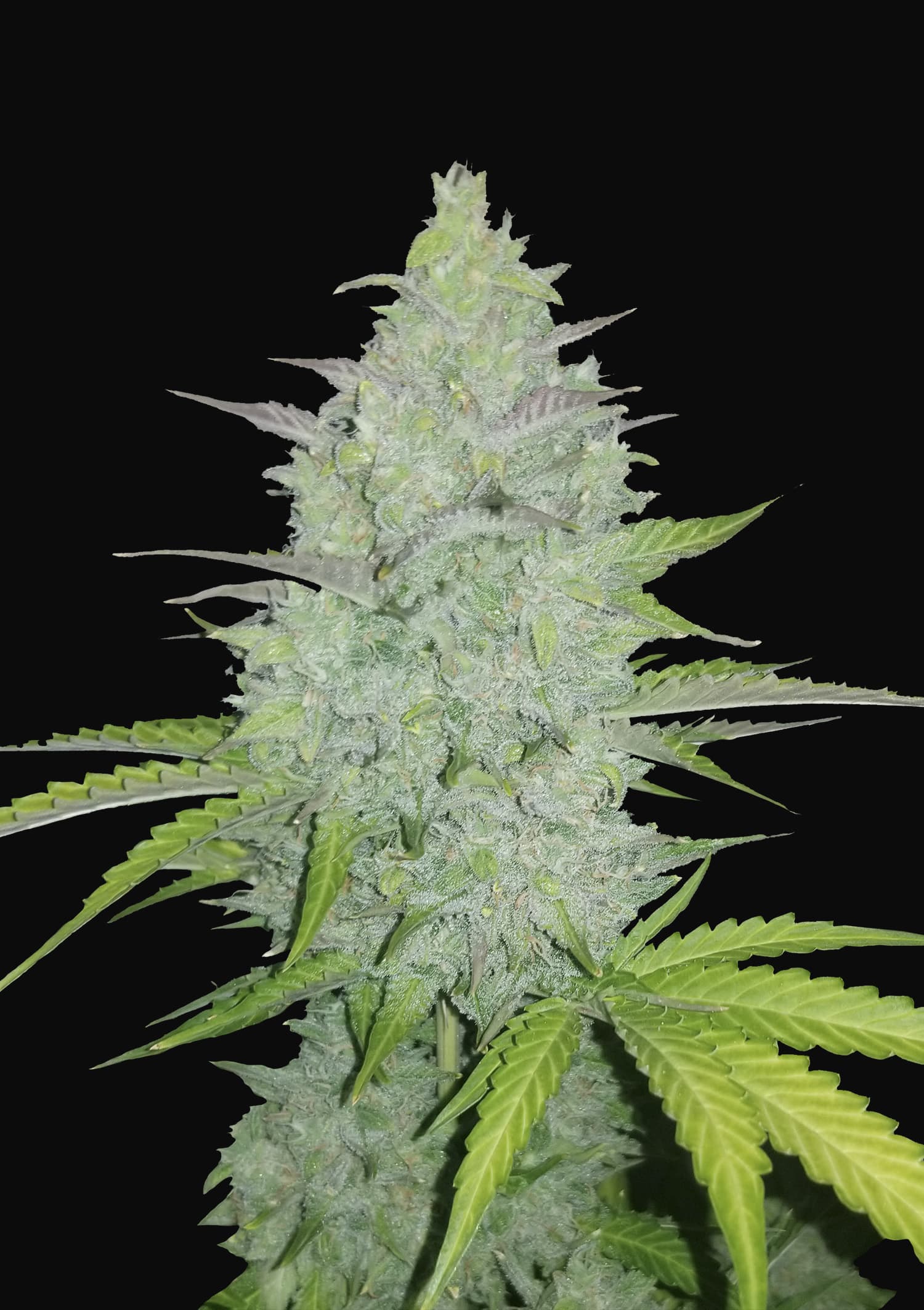 Auto Cheese Feminised Seeds
