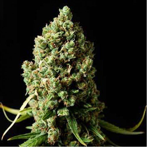 Amnesiac Feminised Seeds