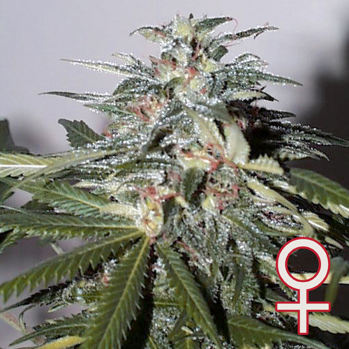 KC51 Feminised Seeds