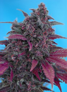 Dark Devil Auto Feminised Seeds