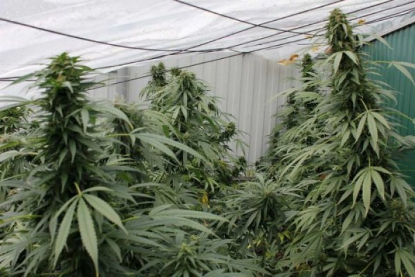 Annapurna Feminised Seeds