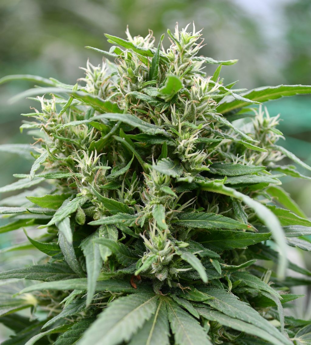 Blueberry Headband Feminised Emerald Triangle Seeds
