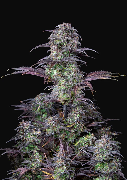 Auto Blueberry Feminised Fast Buds Seeds