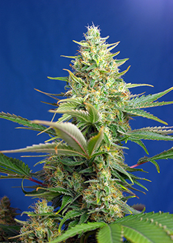 Sweet Pure Auto CBD Feminised Seeds