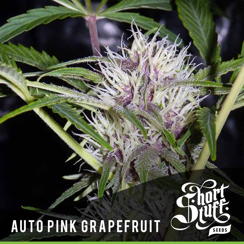 Auto Amnesia CBD Feminised Seeds