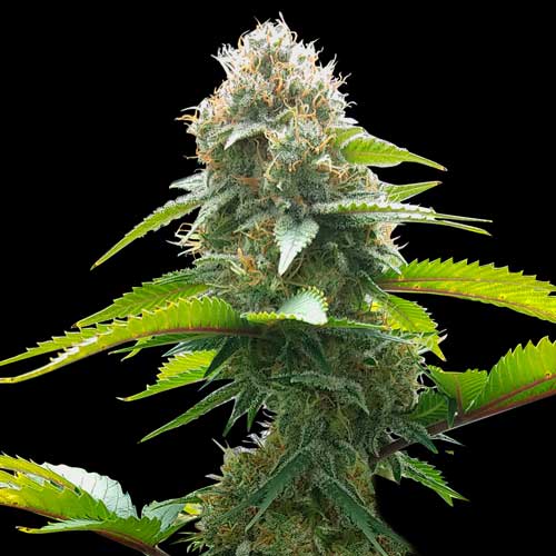 AK Feminised Spliff Seeds