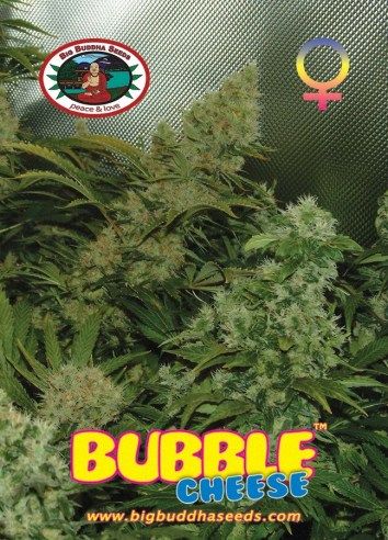 Bubble Cheese Feminised Seeds