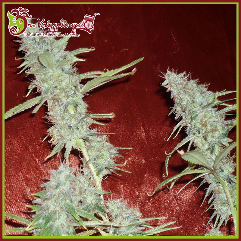 KrippleBerry Feminised Seeds