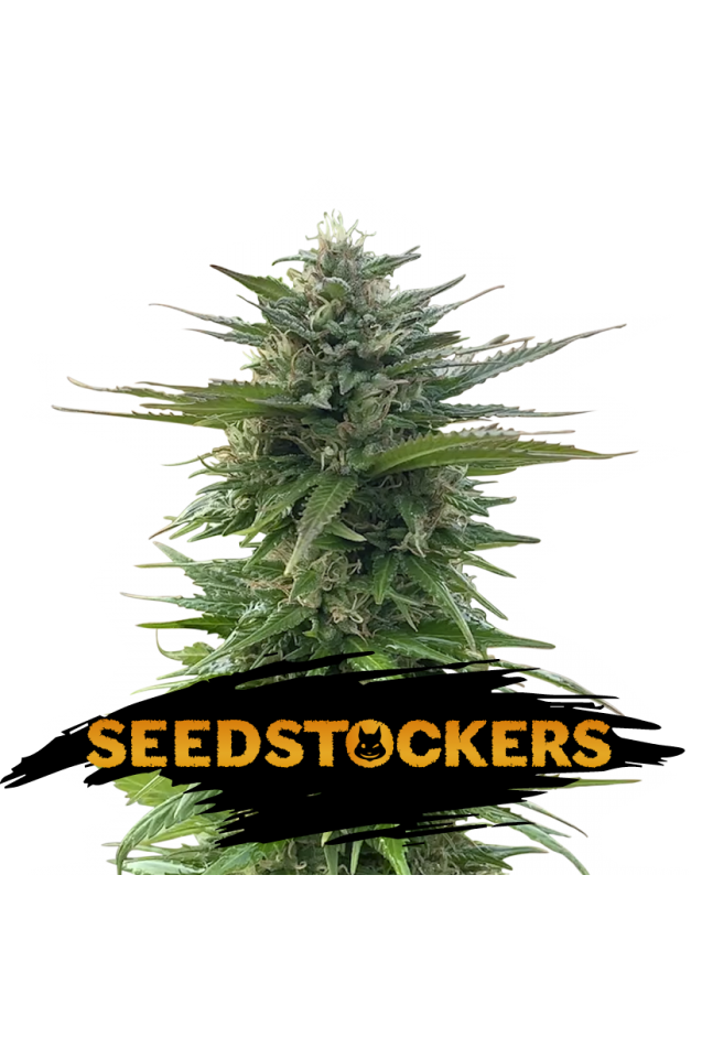 CBG Zero Due Feminised Seeds