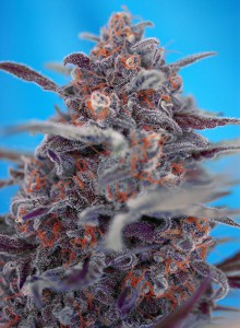 Auto Devil Cream Feminised Seeds