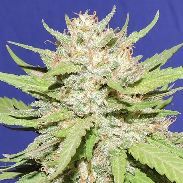 Wedding Cake Feminised Seeds