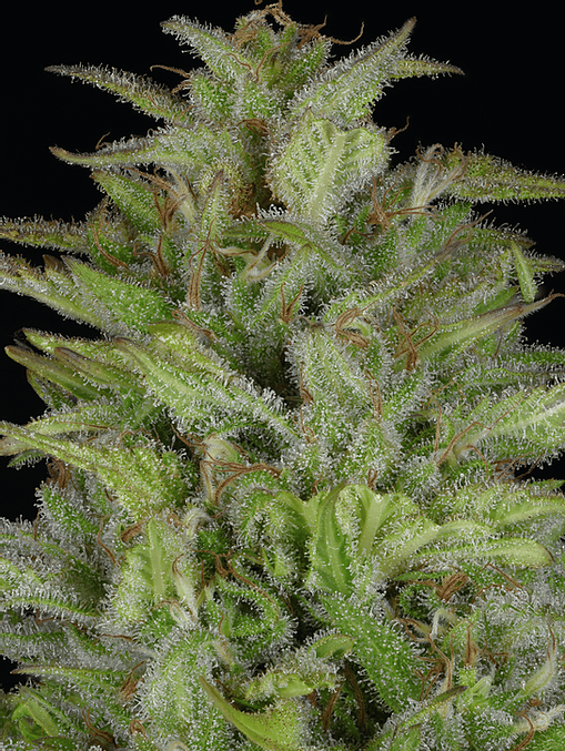 Don Gelato Auto Feminised Seeds