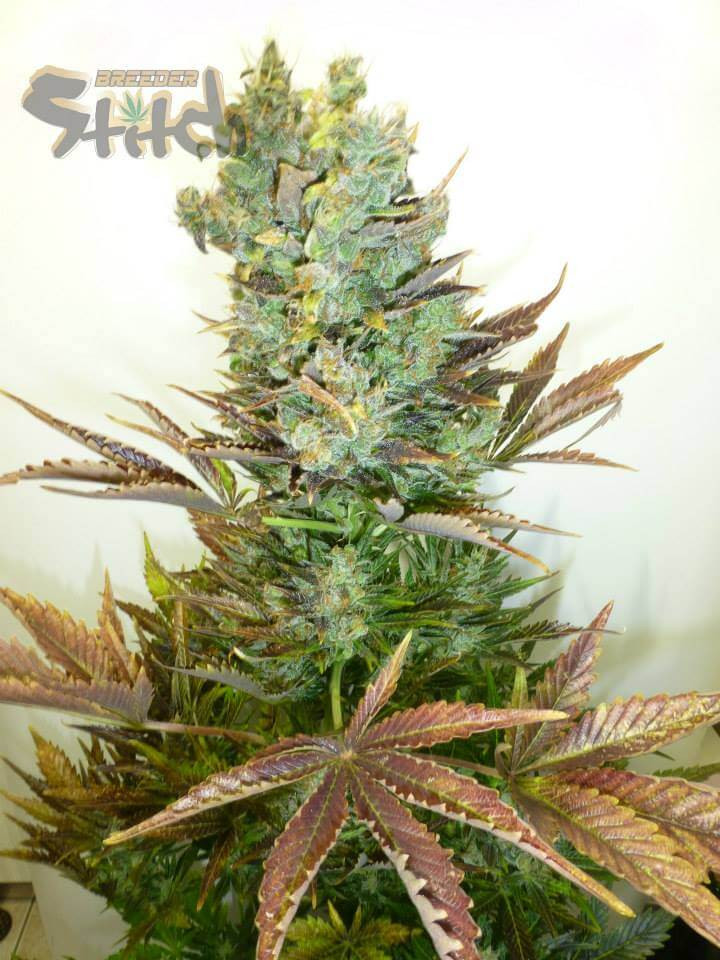 Mi6 Feminised Seeds