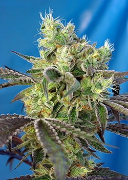 Do-Sweet-Dos Feminised Seeds