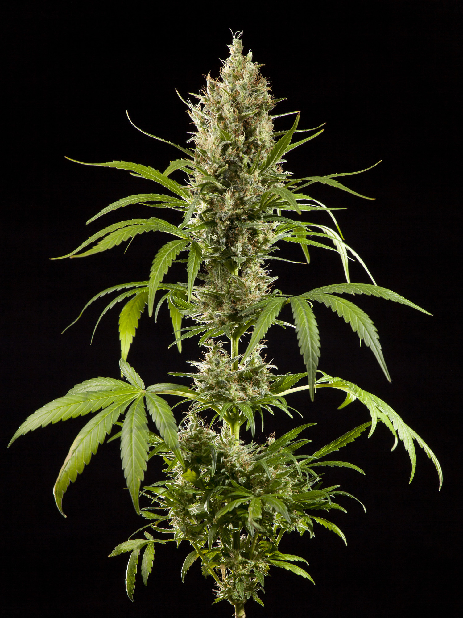 Easy Haze (formerly K13 Haze) Feminised Seeds