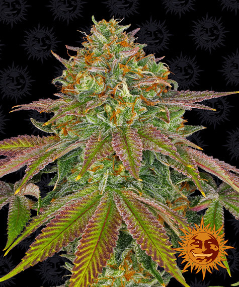 Wedding Cake Feminised Seeds