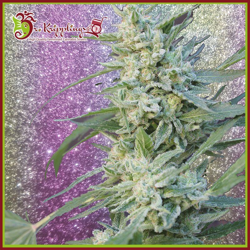 Blueberry Pot Tart Feminised Seeds