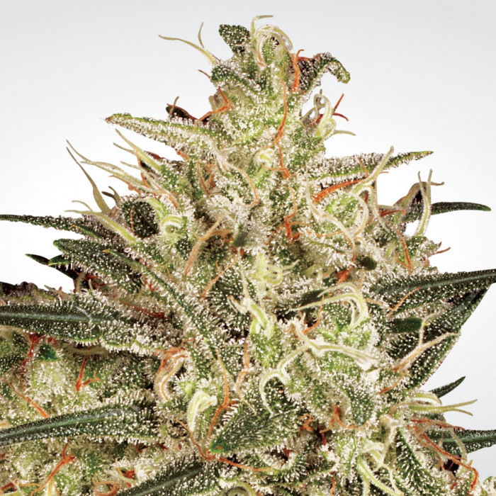 Atomical Haze Feminised Seeds