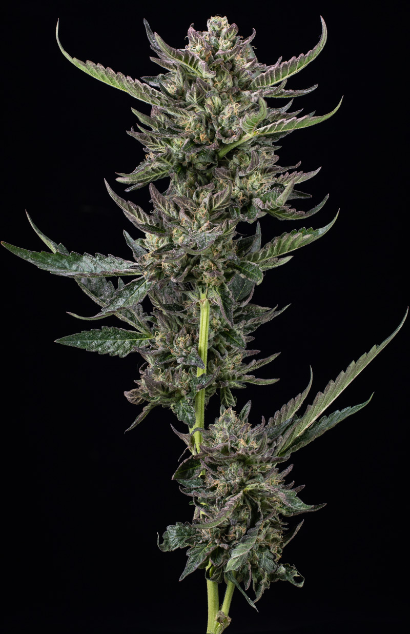 Notorious THC Feminised Seeds