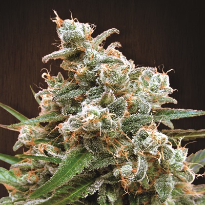 Nepal Jam Feminised Cannabis Seeds Ace Seeds