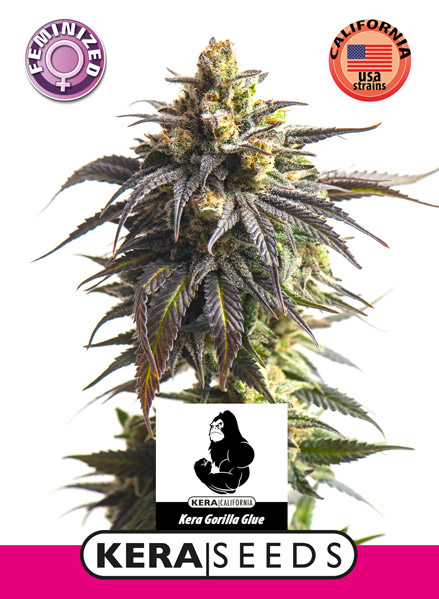 Gorilla Glue Feminised Seeds