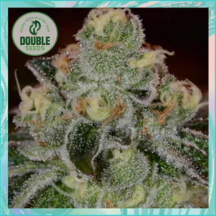 Girl Scout Cookies Auto Feminised Seeds