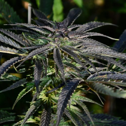 Strawberry Banana Kush Feminised Seeds