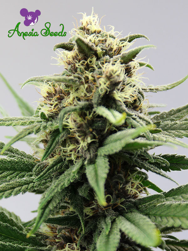 Auto Lemongrass  Feminised Seeds