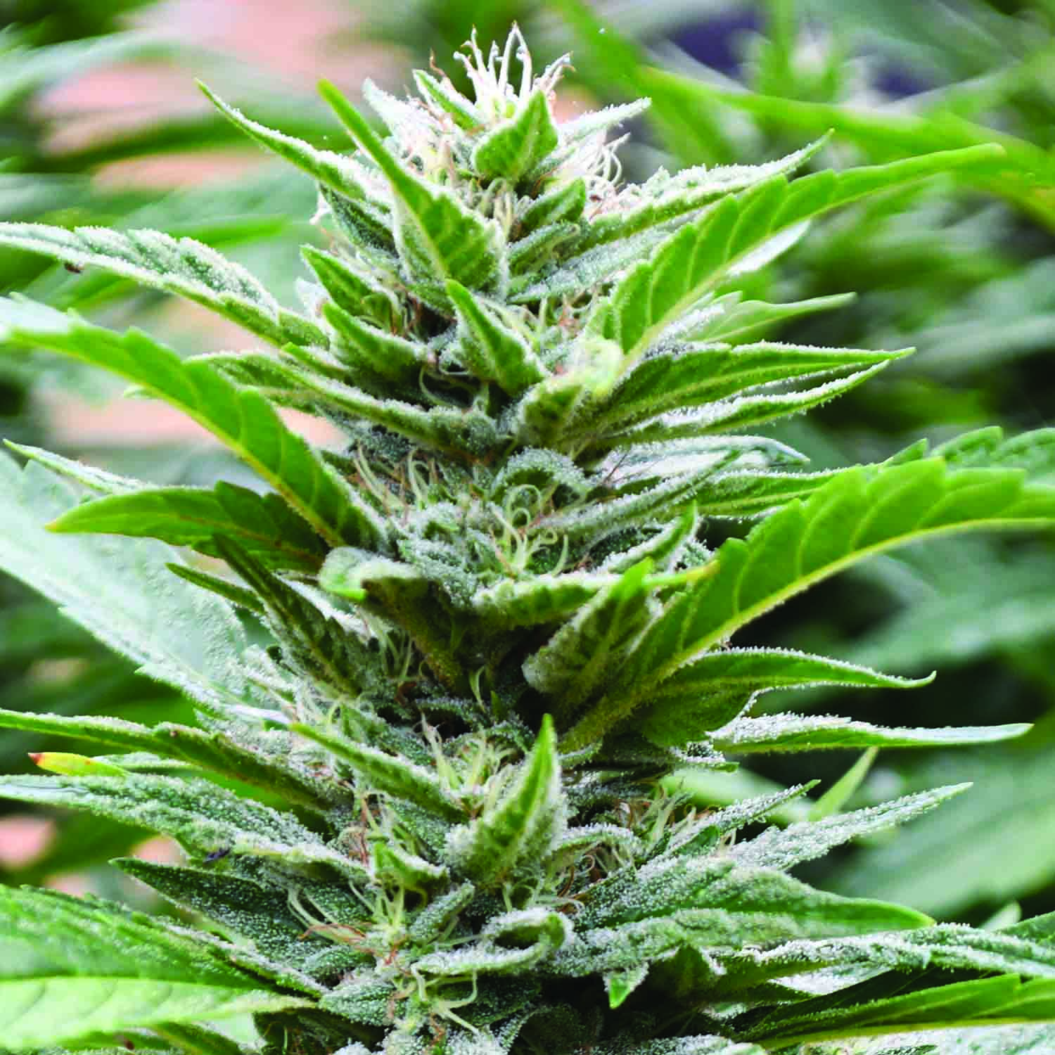 Cookies x 707 Headband Feminised Emerald Triangle Seeds