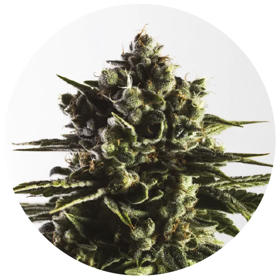 Fat Caramel Auto Feminised Seeds
