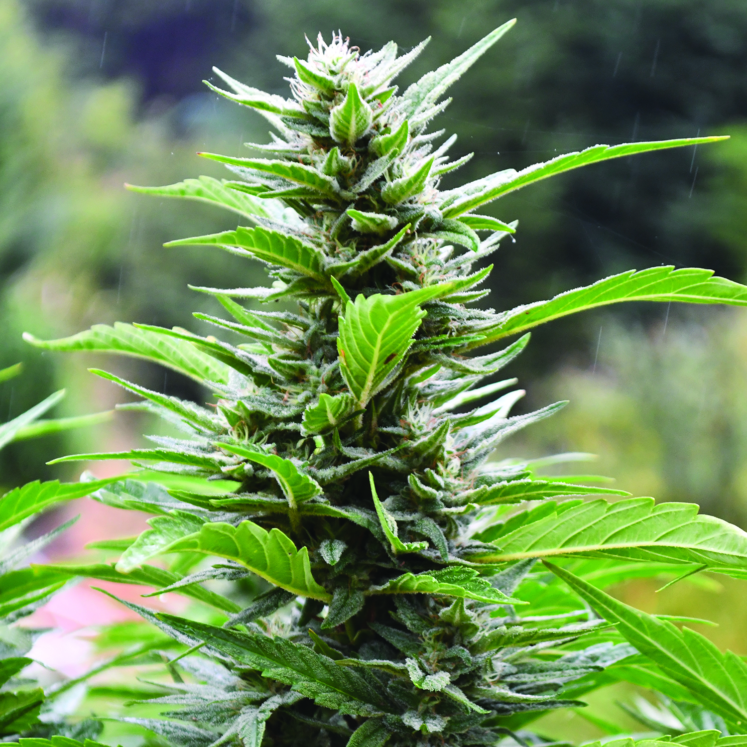 Blueberry Headband CBD Regular Emerald Triangle Seeds
