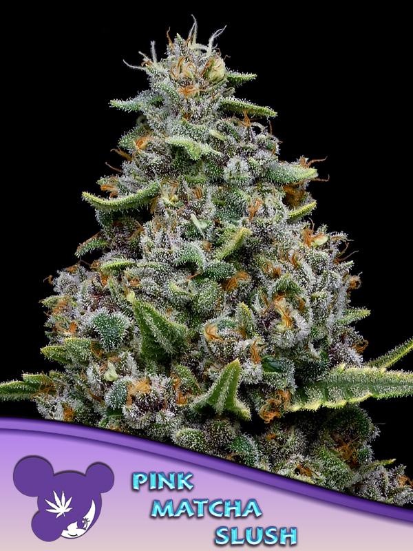 Pink Matcha Slush Feminised Cannabis Seeds Anesia Seeds