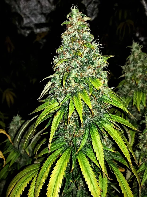 Auto Blutonium Mass Feminised Seeds