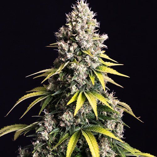 Lemon Cream (was Medical Kush) Feminised Seeds