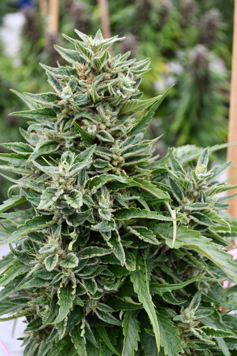 Critical Sour Diesel CBD Feminised Seeds