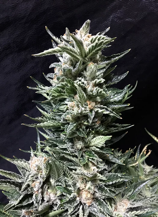 Bruce the Russian Feminised Seeds