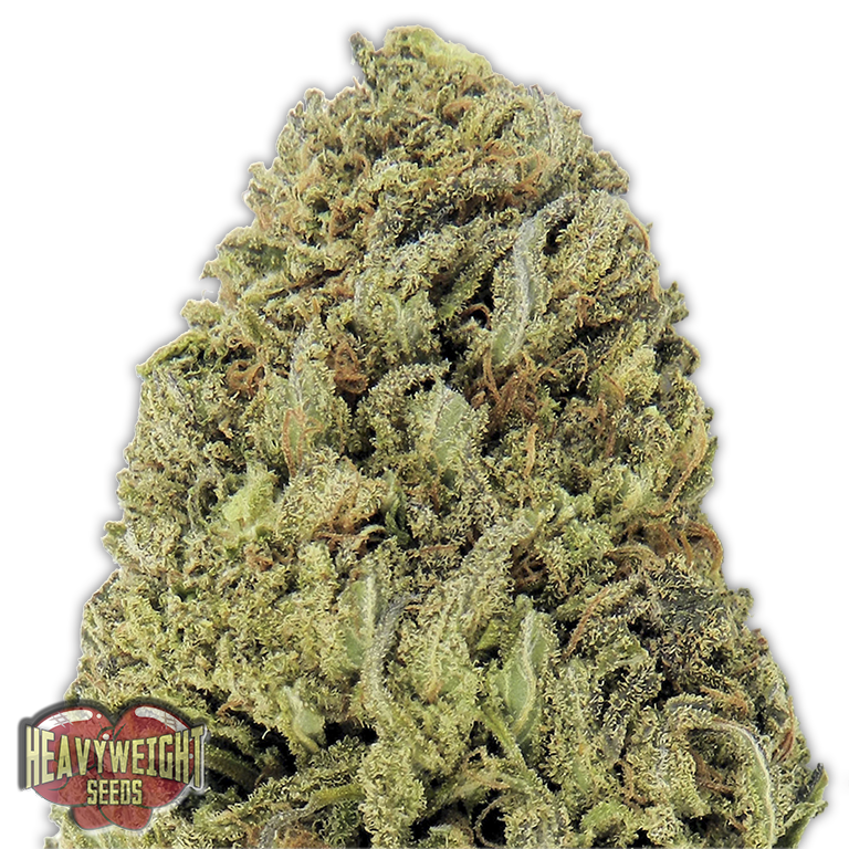 Fast & Vast Auto Feminised Seeds