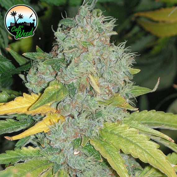 Raspberry Zkittlez Auto Feminised Seeds